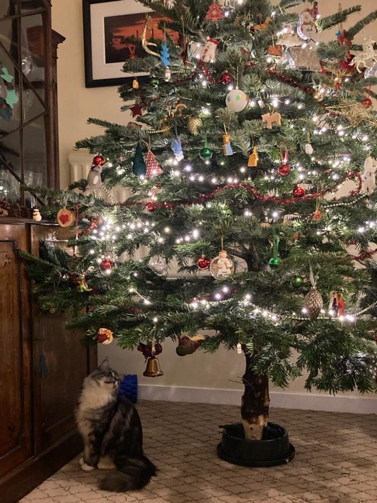 Juno loves the festive fun of a fully decorated Christmas tree