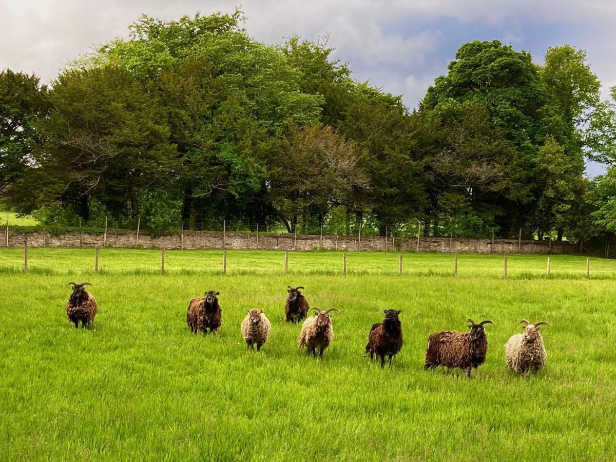 Soay Sheep on Duffus Estate