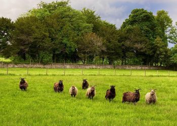 Soay Sheep on Duffus Estate