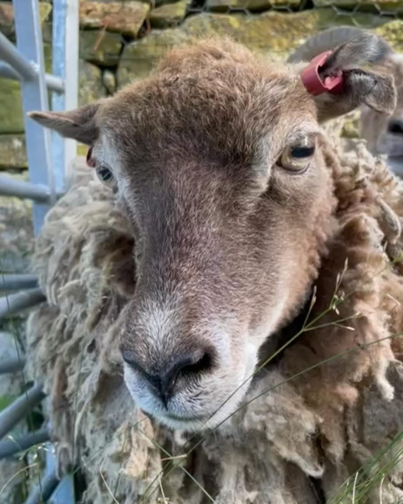 One of our gorgous girls, a Soay sheep profile picture